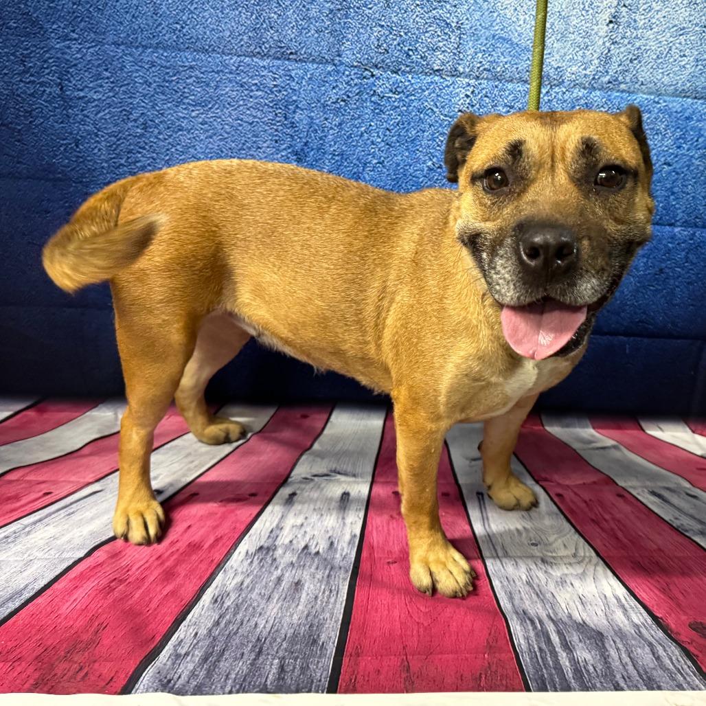 Dolly Barkon, a Adoptable mixed breed in Eureka Springs, AR image 4/6