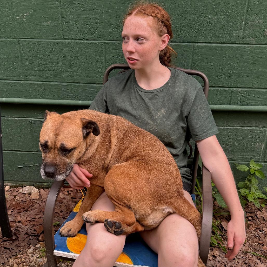 Dolly Barkon, a Adoptable mixed breed in Eureka Springs, AR image 5/6