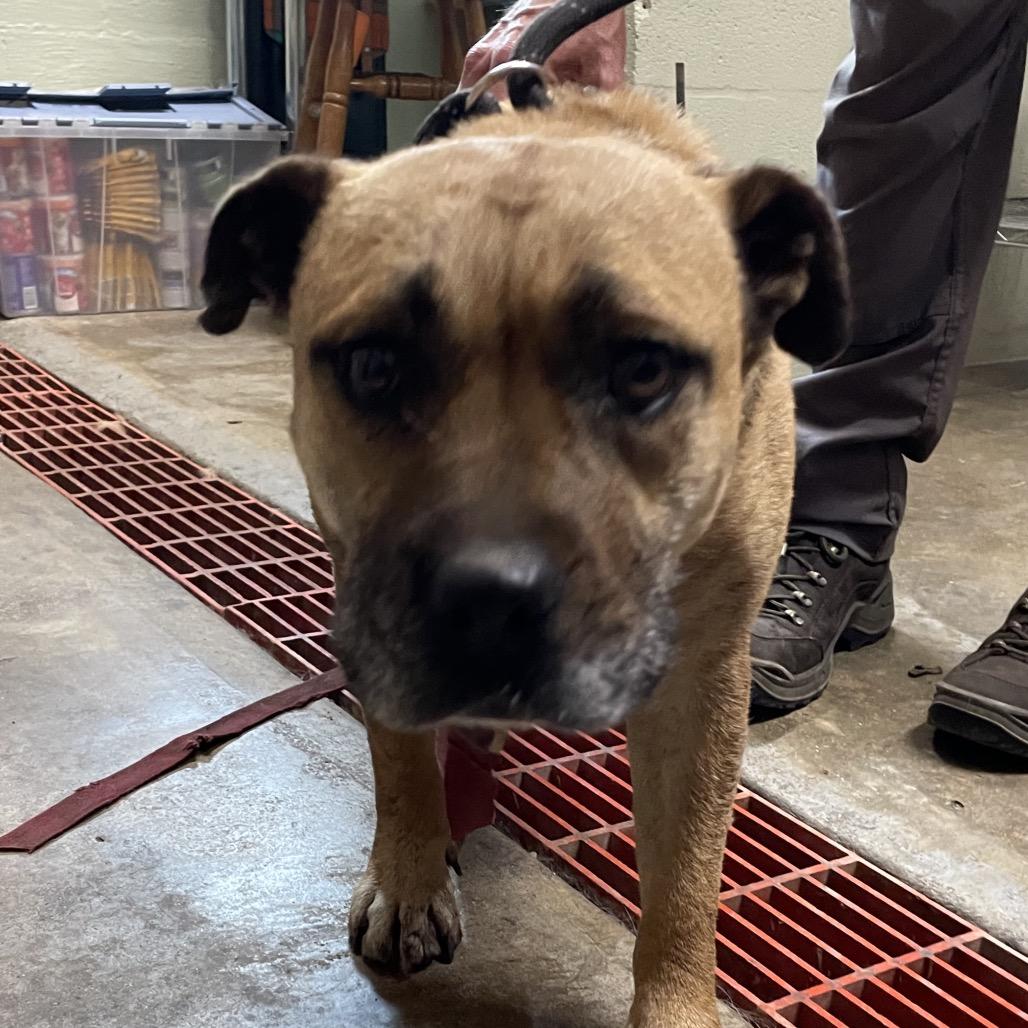 Dolly Barkon, a Adoptable mixed breed in Eureka Springs, AR image 6/6