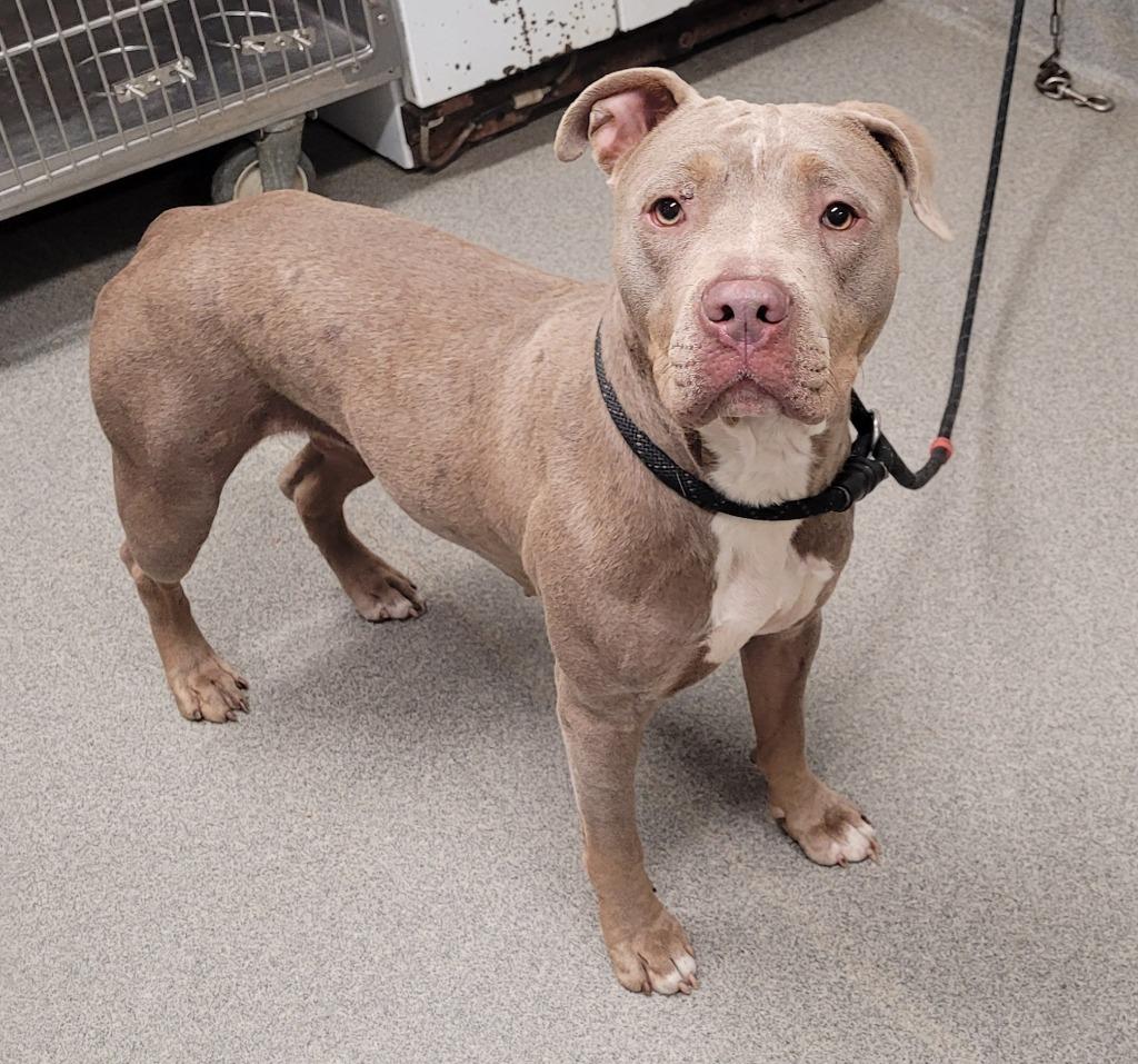 Santini Shadow, Adoptable, Young Female Pit Bull Terrier.