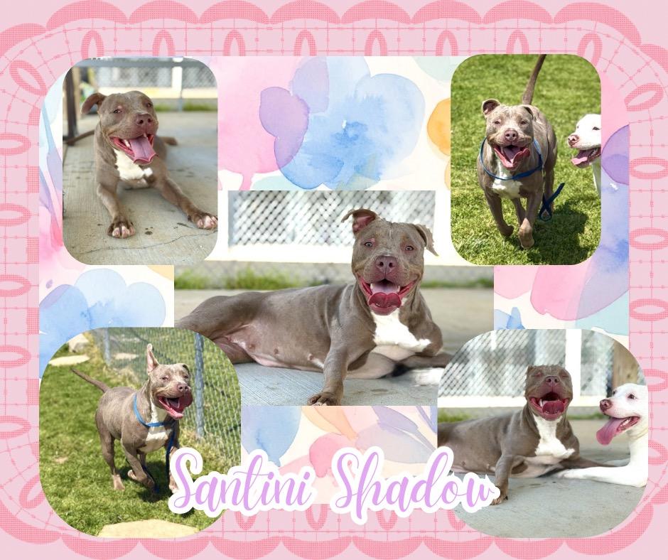 Enlarge Santini Shadow, a Adoptable mixed breed in Hopkinsville, KY image 2/2