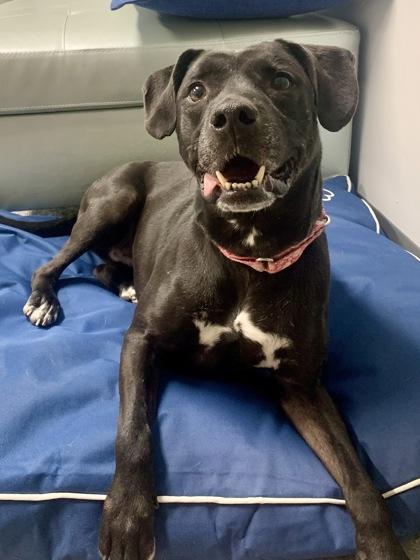 Enlarge Lana, a Adoptable mixed breed in Cincinnati, OH image 1/3