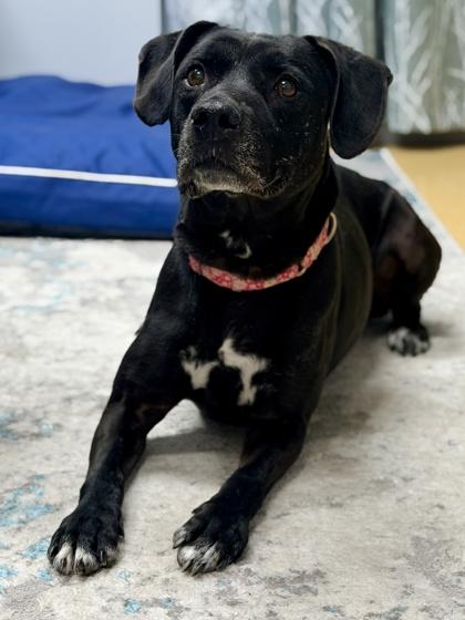 Enlarge Lana, a Adoptable mixed breed in Cincinnati, OH image 2/3