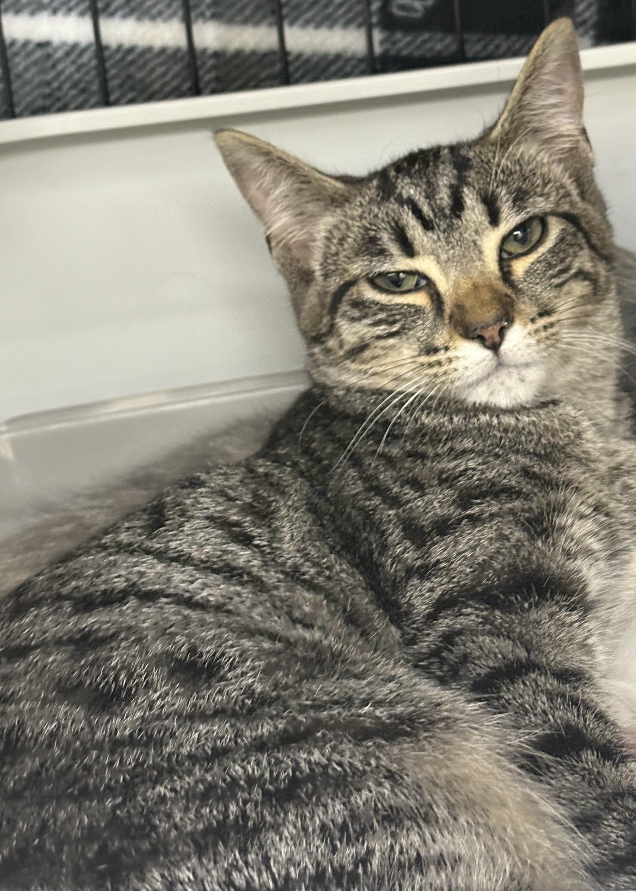 Enlarge Kona, a Adoptable Domestic Short Hair in Allison Park, PA image 1/2