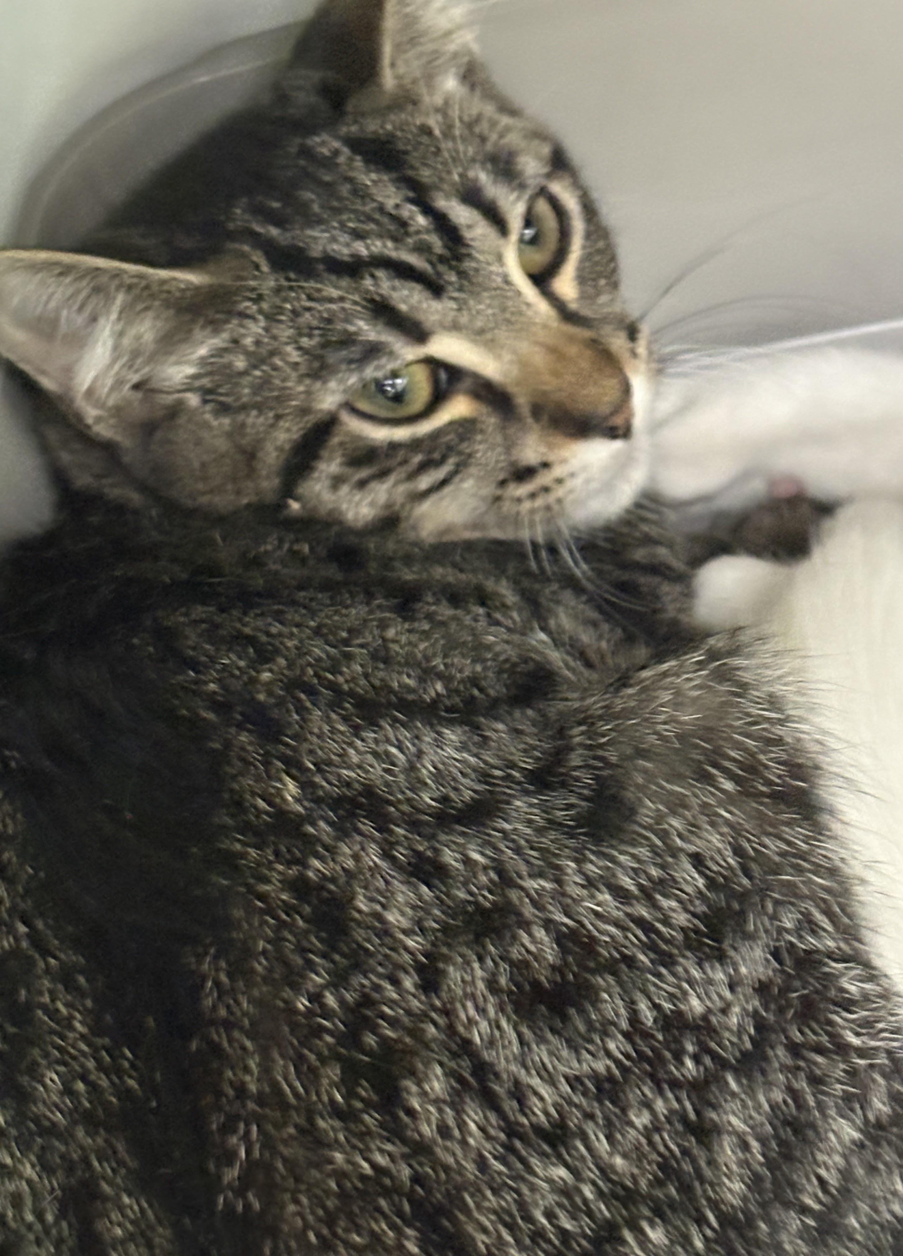 Enlarge Kona, a Adoptable Domestic Short Hair in Allison Park, PA image 2/2