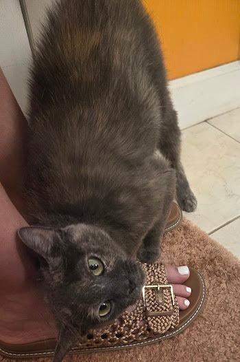 Enlarge Manta Ray, a Adoptable mixed breed in Parkville, MD image 1/6