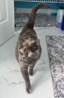 Manta Ray, Adoptable, Young Female Domestic Short Hair.