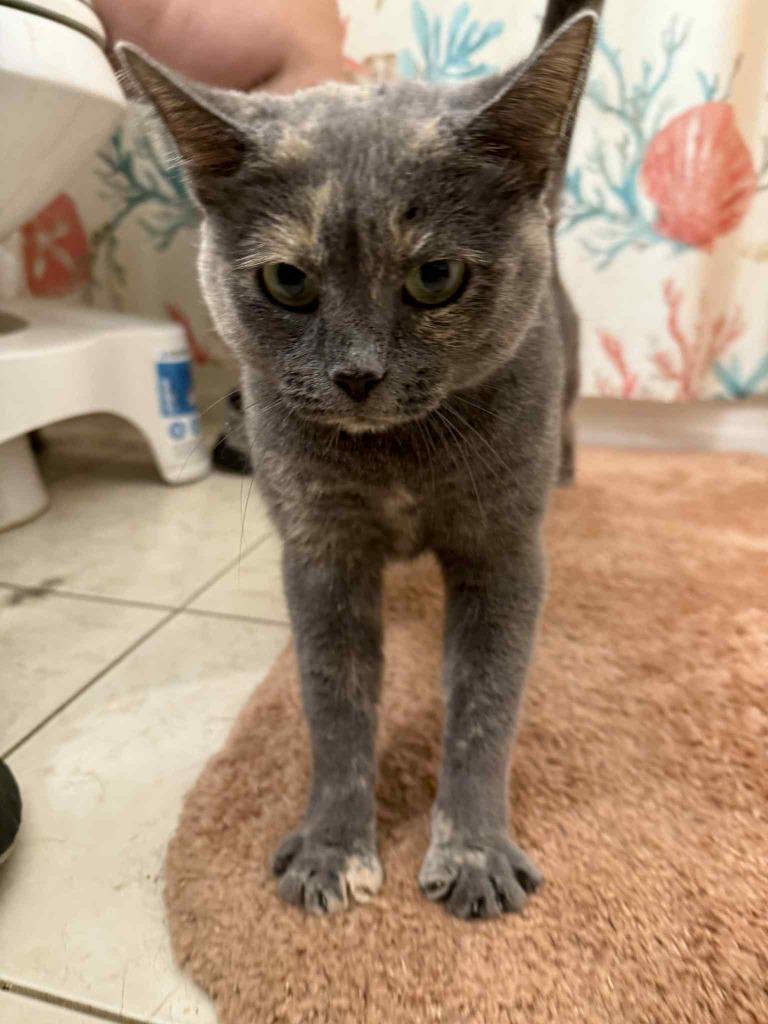 Manta Ray, Adoptable, Young Female Domestic Short Hair.