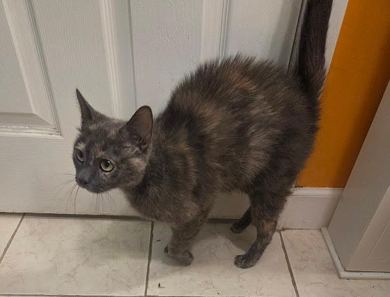 Enlarge Manta Ray, a Adoptable mixed breed in Parkville, MD image 2/6