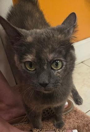 Enlarge Manta Ray, a Adoptable mixed breed in Parkville, MD image 3/6