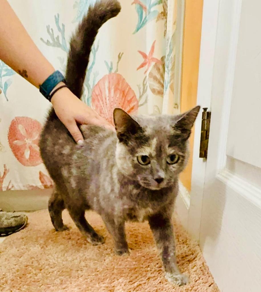 Enlarge Manta Ray, a Adoptable mixed breed in Parkville, MD image 3/3