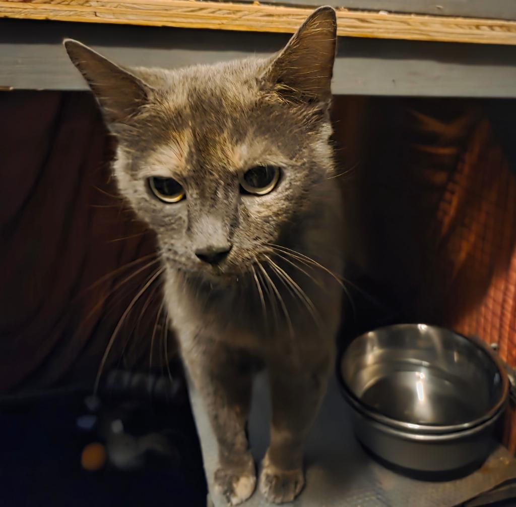Enlarge Manta Ray, a Adoptable mixed breed in Parkville, MD image 6/6