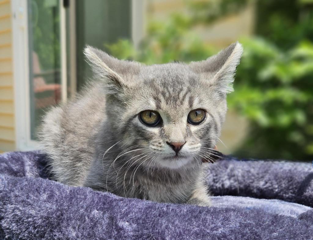 Flapjack, Adopted, Young Male Domestic Short Hair.