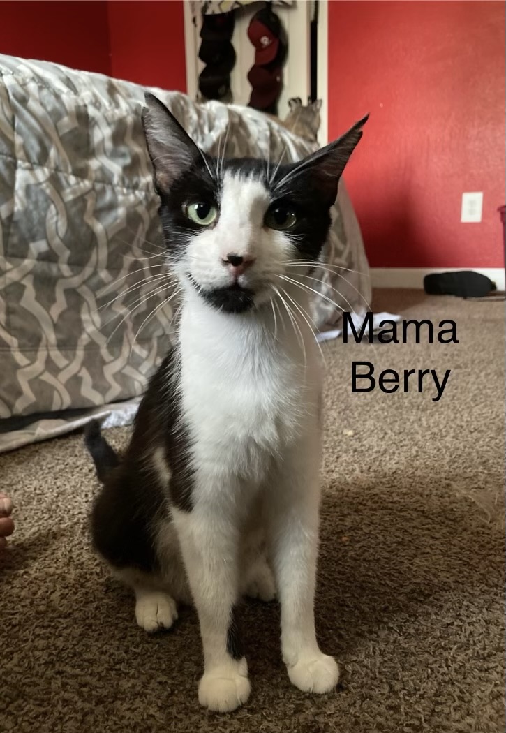 Enlarge Mama Berry, a Adoptable Domestic Short Hair in Broken Arrow, OK image 1/1
