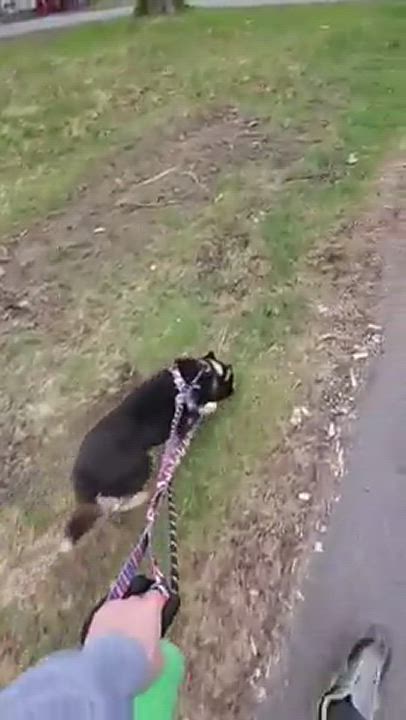 Enlarge Zoey, a Adopted Husky in Rochester, NY video 6/11