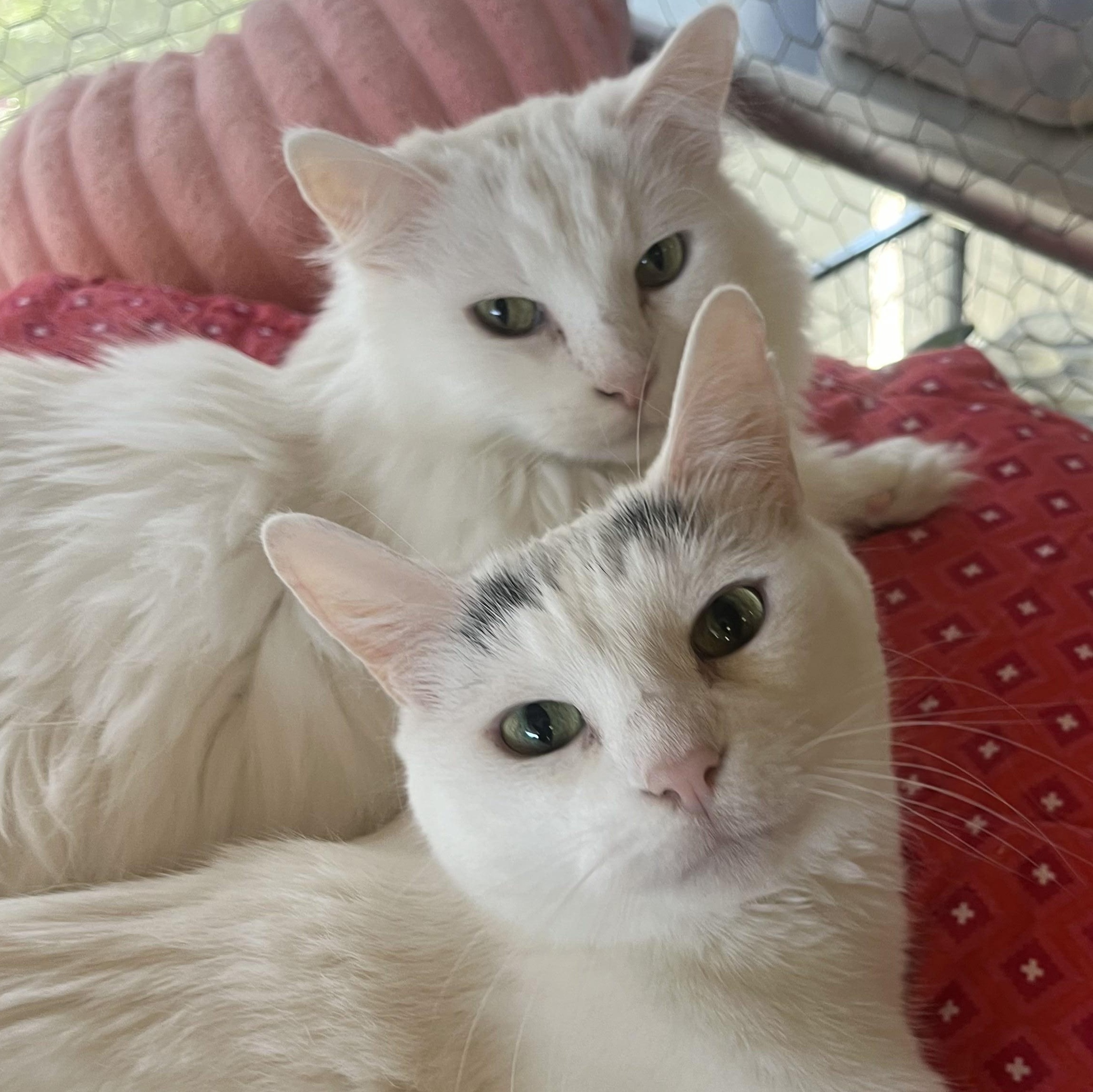 Enlarge Streaker, a Adoptable Domestic Short Hair in St. Louis, MO image 2/6