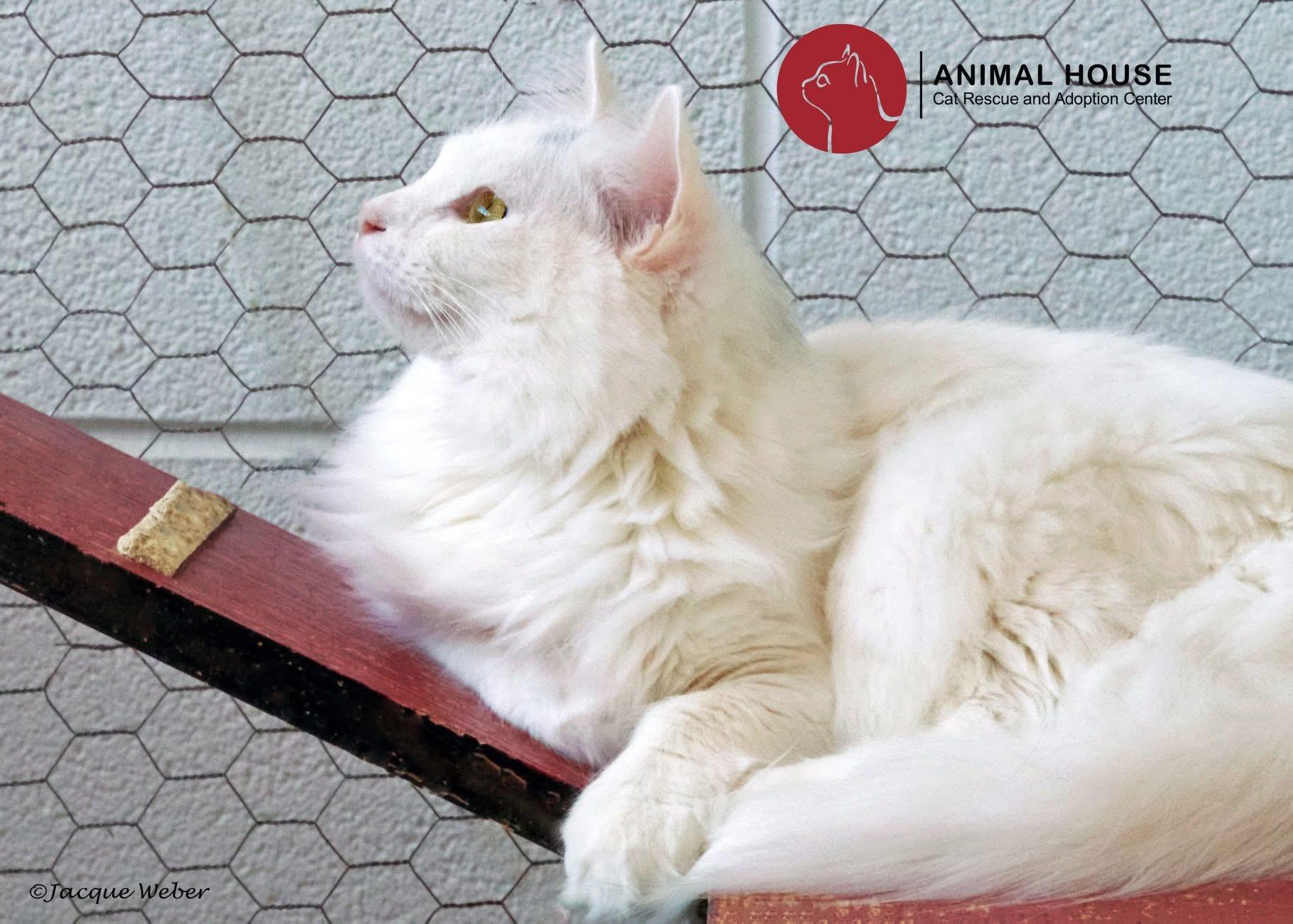 Streaker, Adoptable, Adult Female Domestic Short Hair.