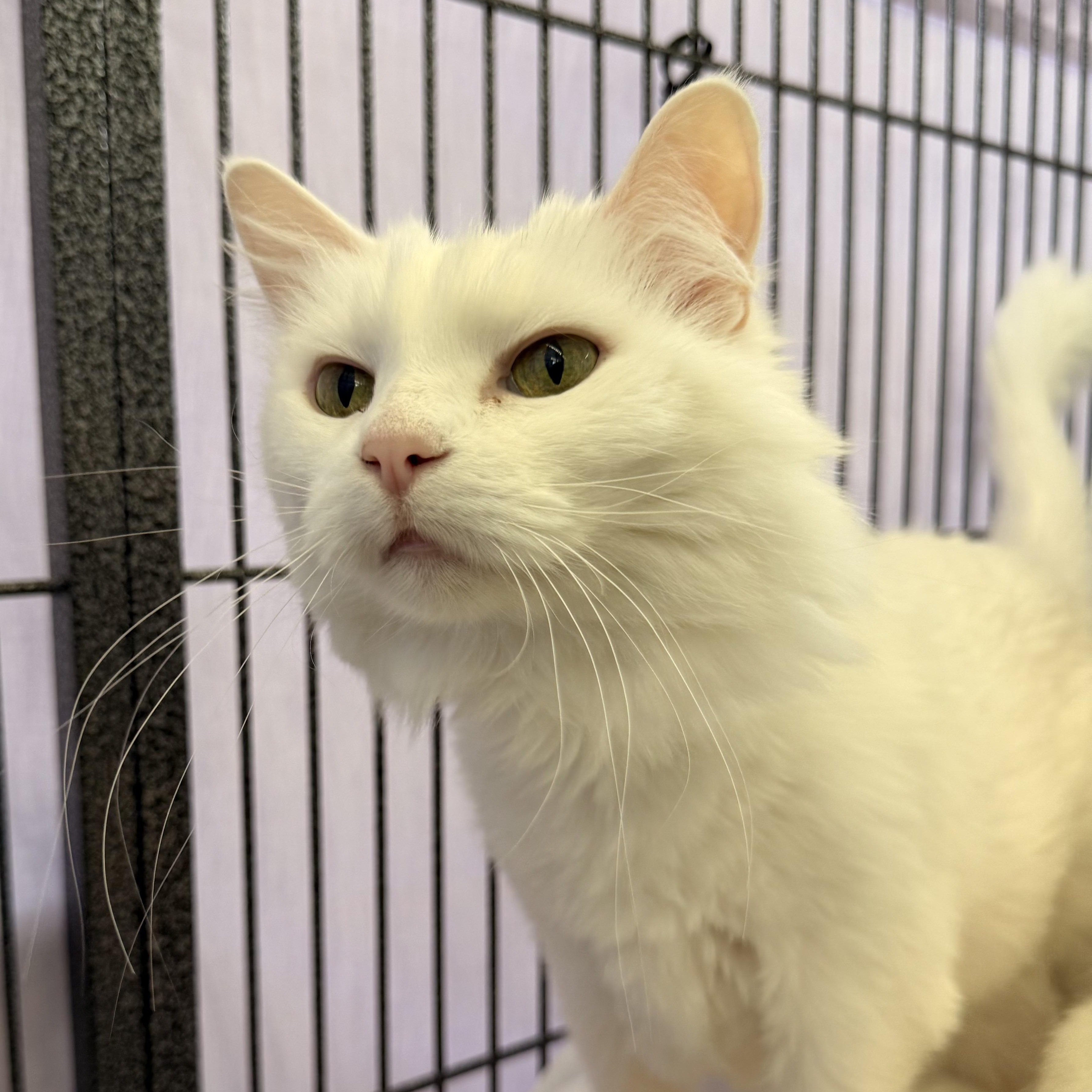 Enlarge Streaker, a Adoptable Domestic Short Hair in St. Louis, MO image 3/6