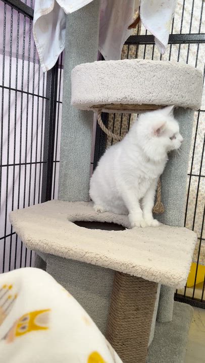 Enlarge Streaker, a Adoptable Domestic Short Hair in St. Louis, MO video 5/6