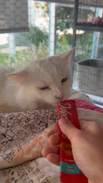 Enlarge Streaker, a Adoptable Domestic Short Hair in St. Louis, MO video 2/2