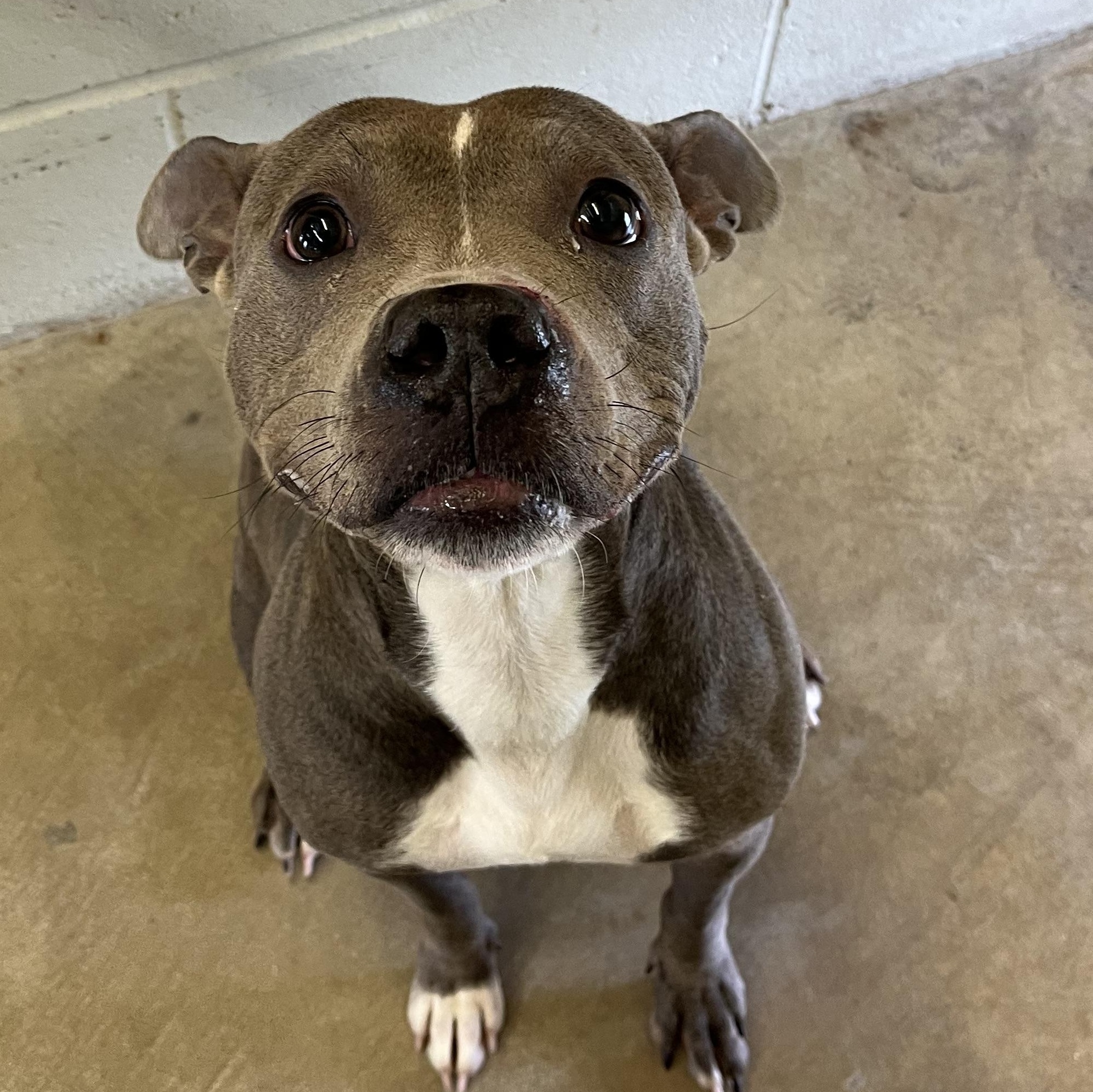 Enlarge Tinker , a Adopted mixed breed in Godfrey, IL image 1/1