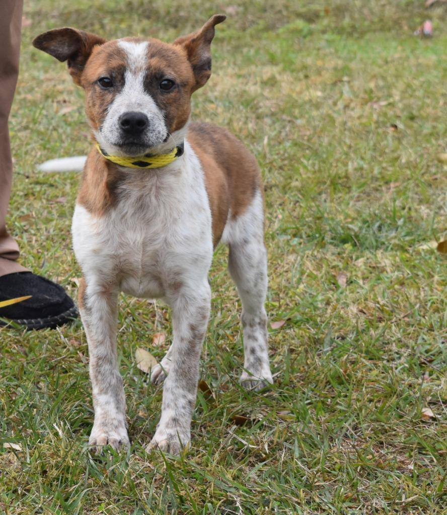 Shinoda, Adoptable, Puppy Male Jack Russell Terrier & Mixed Breed.