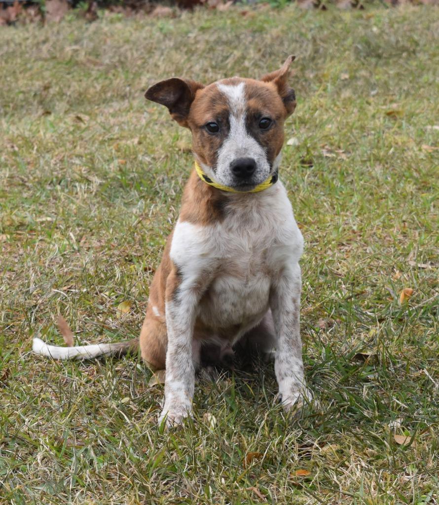 Enlarge Shinoda, a Adoptable mixed breed in Kingsland, GA image 2/2