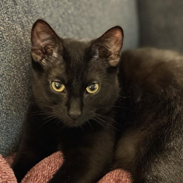 Ralph Lauren — thumbnail 2