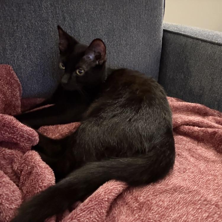 Ralph Lauren — thumbnail 3