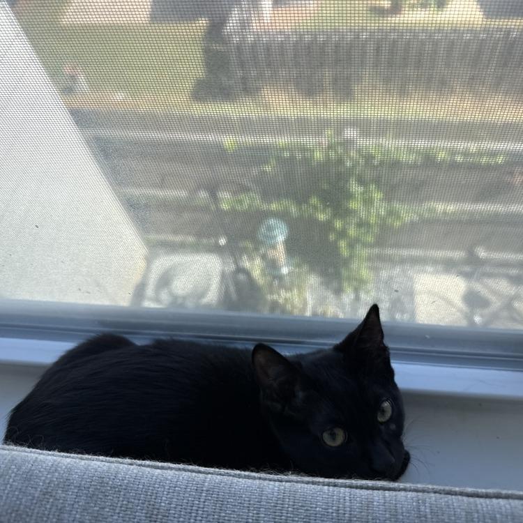 Ralph Lauren — thumbnail 4