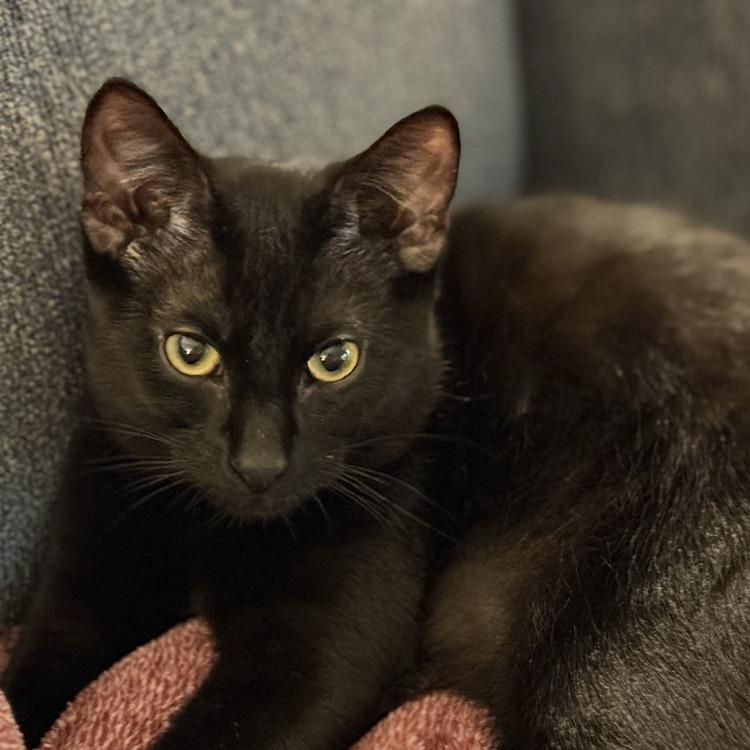 Ralph Lauren — thumbnail 5