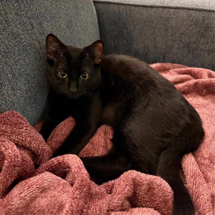 Ralph Lauren — thumbnail 6