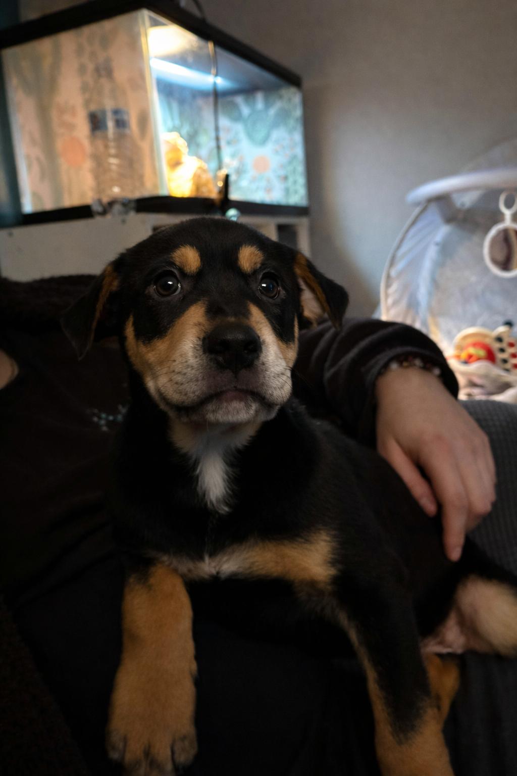 Preston, a ADOPTABLE Mixed Breed in Kenosha, WI image 2/3