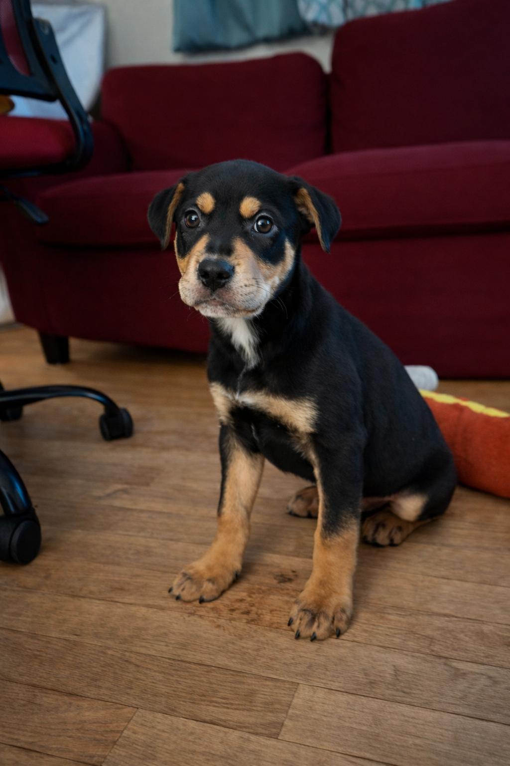 Preston, a ADOPTABLE Mixed Breed in Kenosha, WI image 1/3