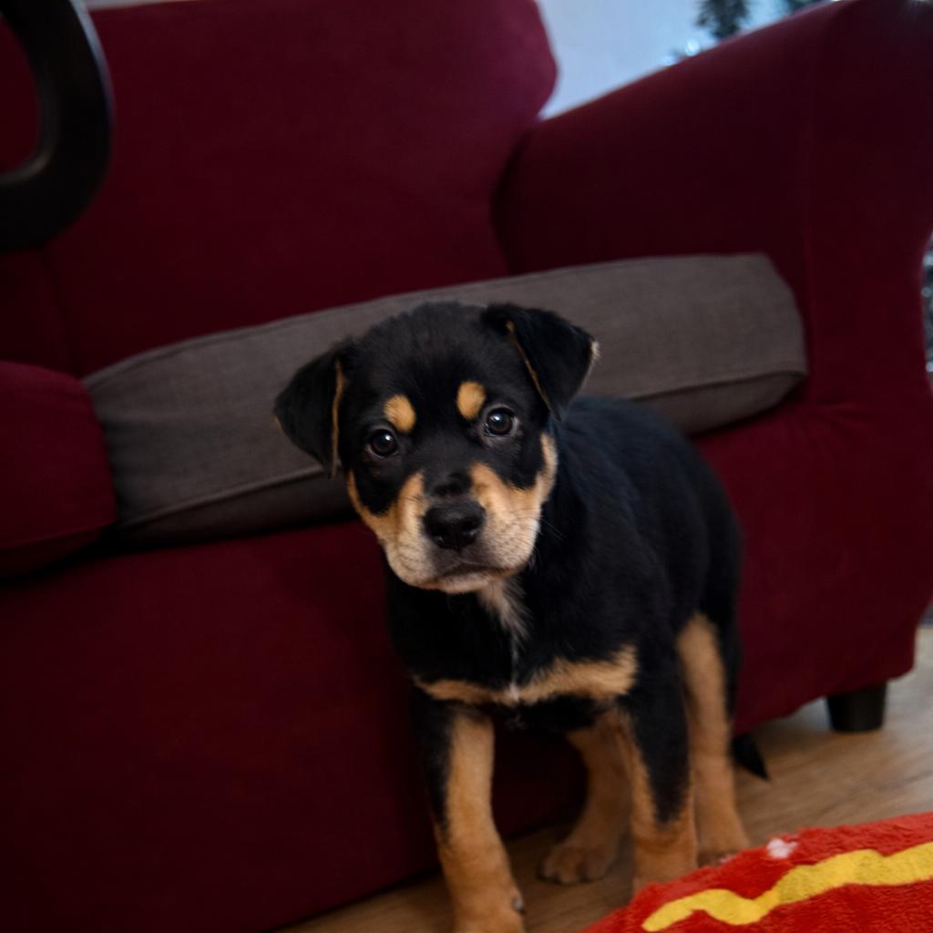 Preston, a ADOPTABLE Mixed Breed in Kenosha, WI image 3/3