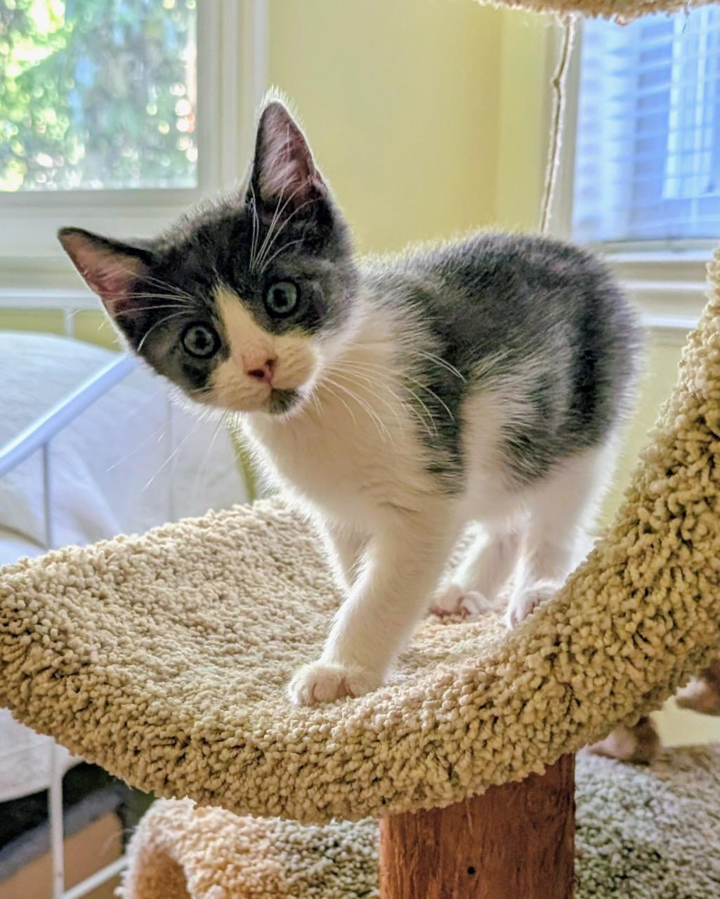 Sun (bonded with Mars), a Adoptable Domestic Short Hair in San Francisco, CA image 1/2