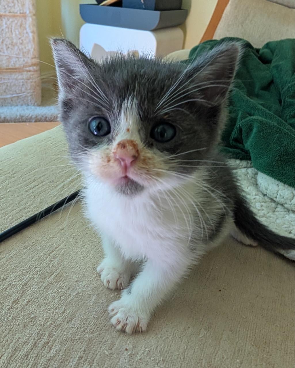 Sun (bonded with Mars), a Adoptable Domestic Short Hair in San Francisco, CA image 2/2