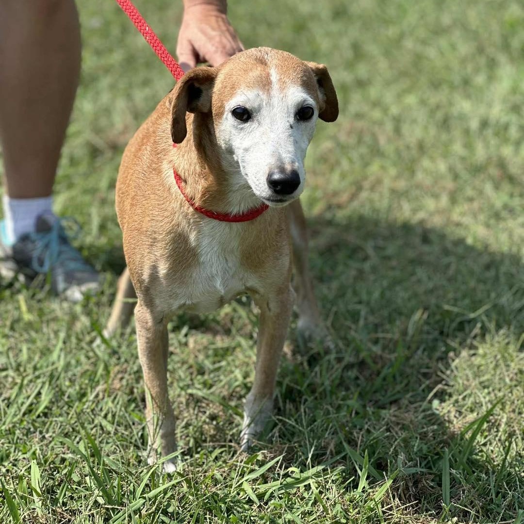 Enlarge Charlie, a Adoptable Mixed Breed in Hopkinton, MA image 4/4