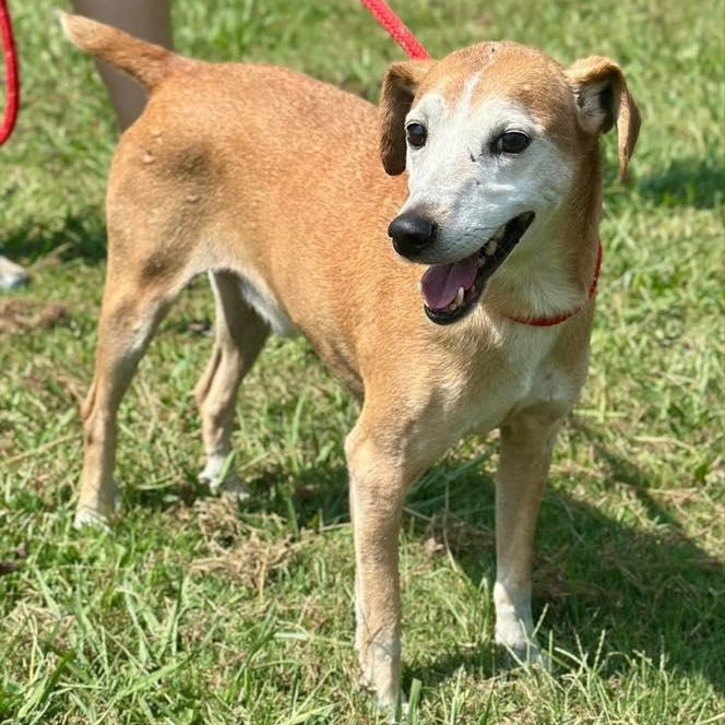 Charlie, Adoptable, Senior Male Mixed Breed.
