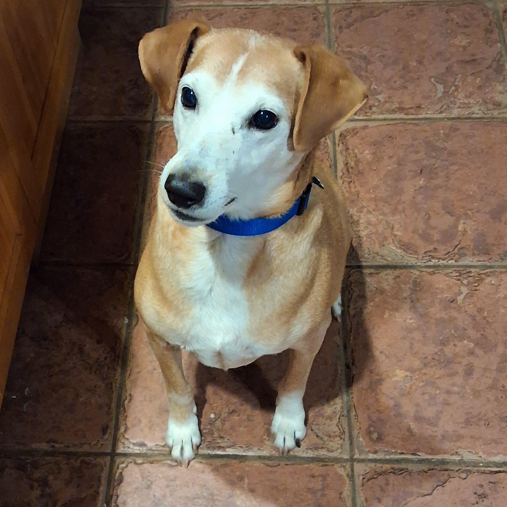 Charlie, Adoptable, Senior Male Mixed Breed.