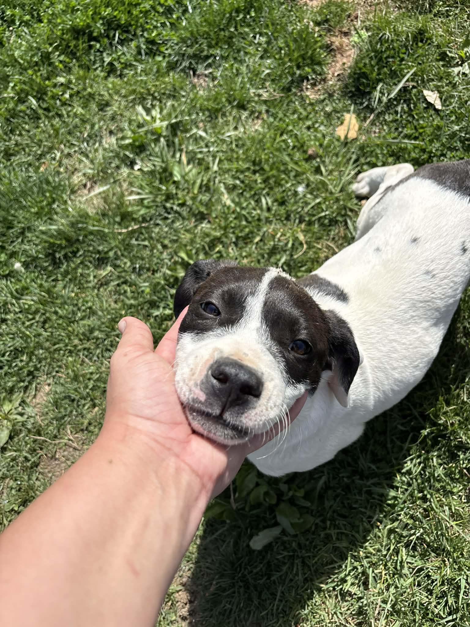 Enlarge Panda , a Adoptable mixed breed in Charleston , WV image 3/3
