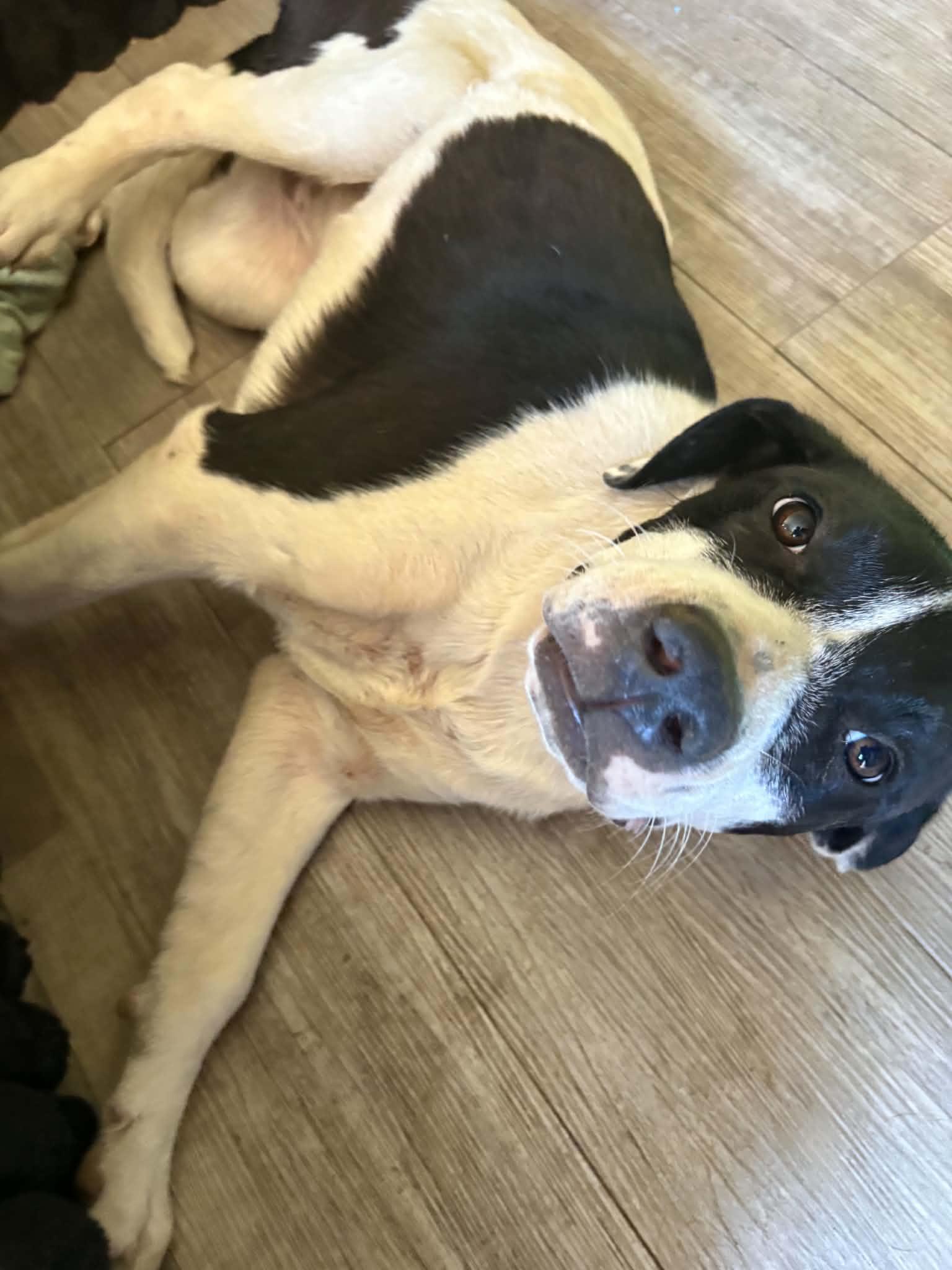 Panda , Adoptable, Puppy Female Labrador Retriever & Pit Bull Terrier.