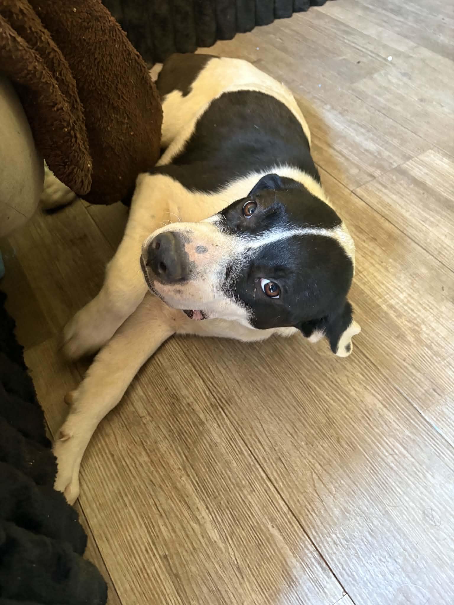 Enlarge Panda , a Adoptable mixed breed in Charleston , WV image 2/3