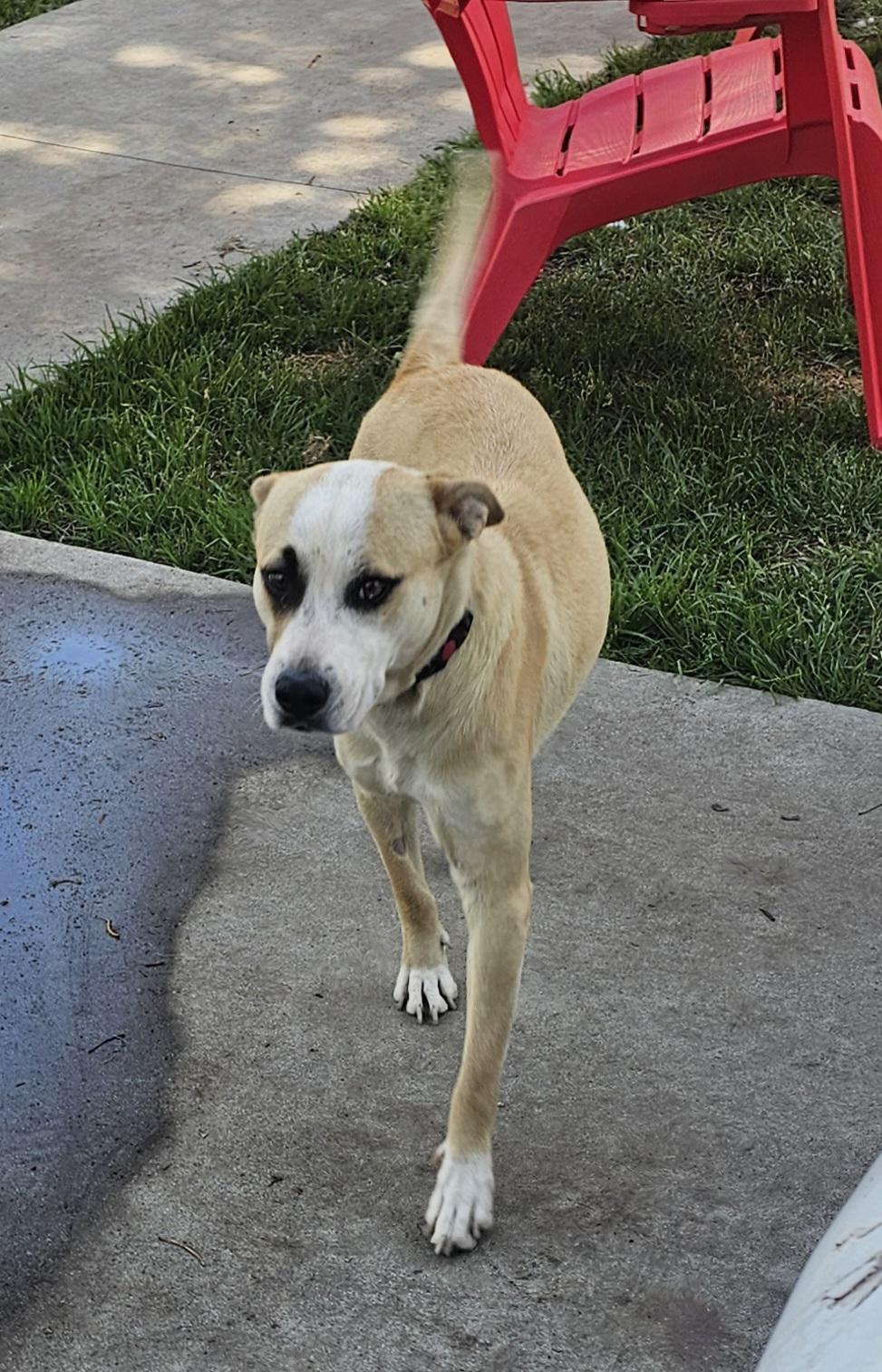 Enlarge Cassie, a Adoptable mixed breed in Newport Beach, CA image 4/6