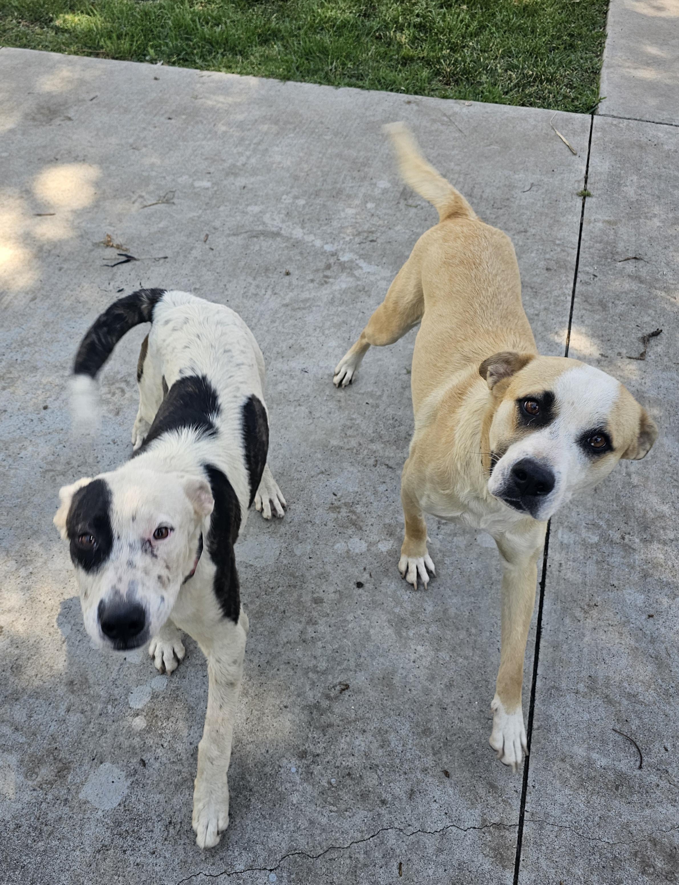 Enlarge Cassie, a Adoptable mixed breed in Newport Beach, CA image 2/6