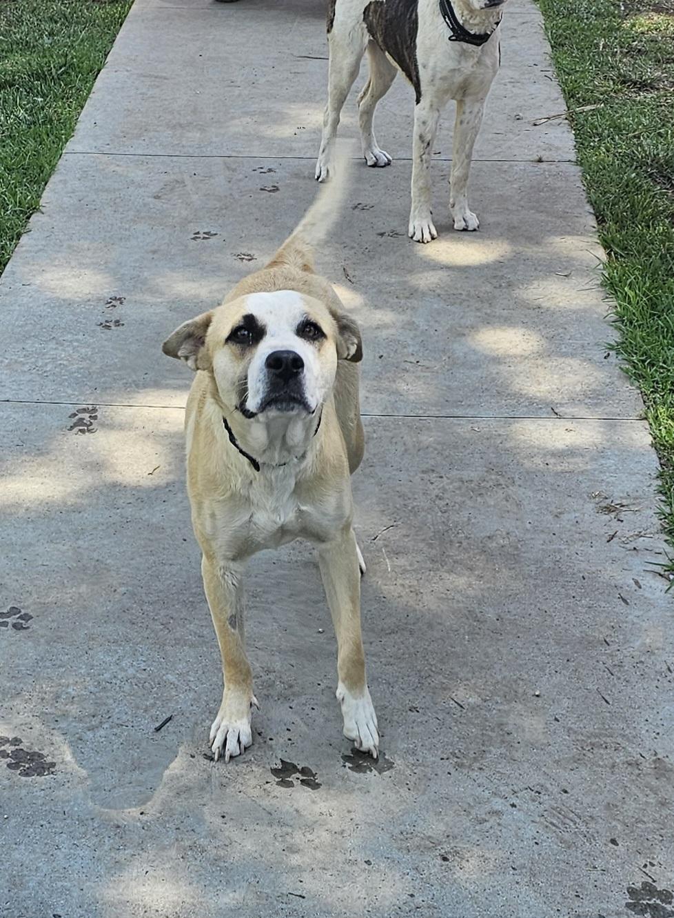 Enlarge Cassie, a Adoptable mixed breed in Newport Beach, CA image 3/6