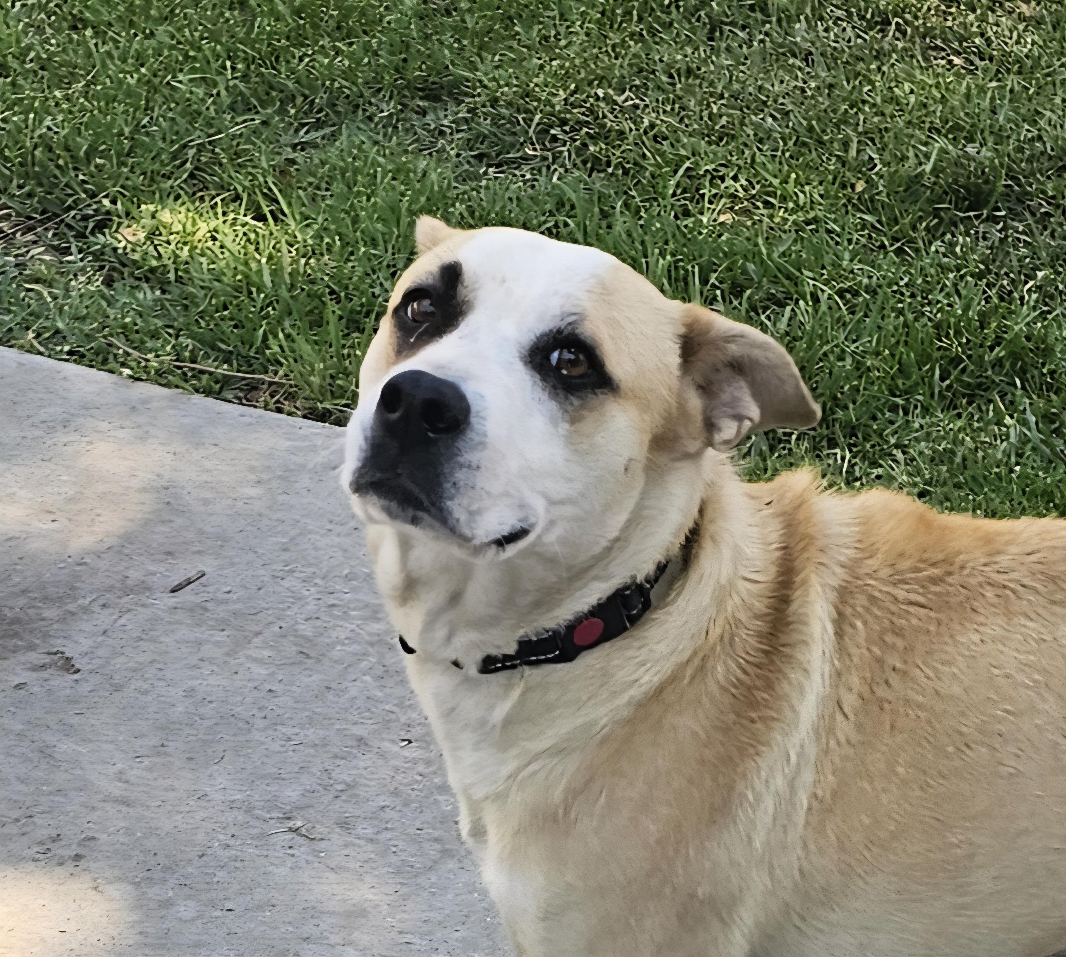 Enlarge Cassie, a Adoptable mixed breed in Newport Beach, CA image 1/6