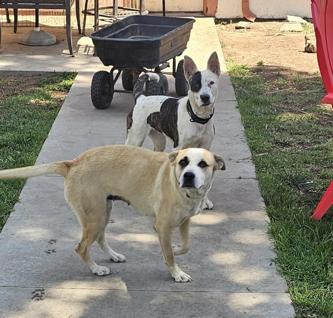 Enlarge Cassie, a Adoptable mixed breed in Newport Beach, CA image 6/6