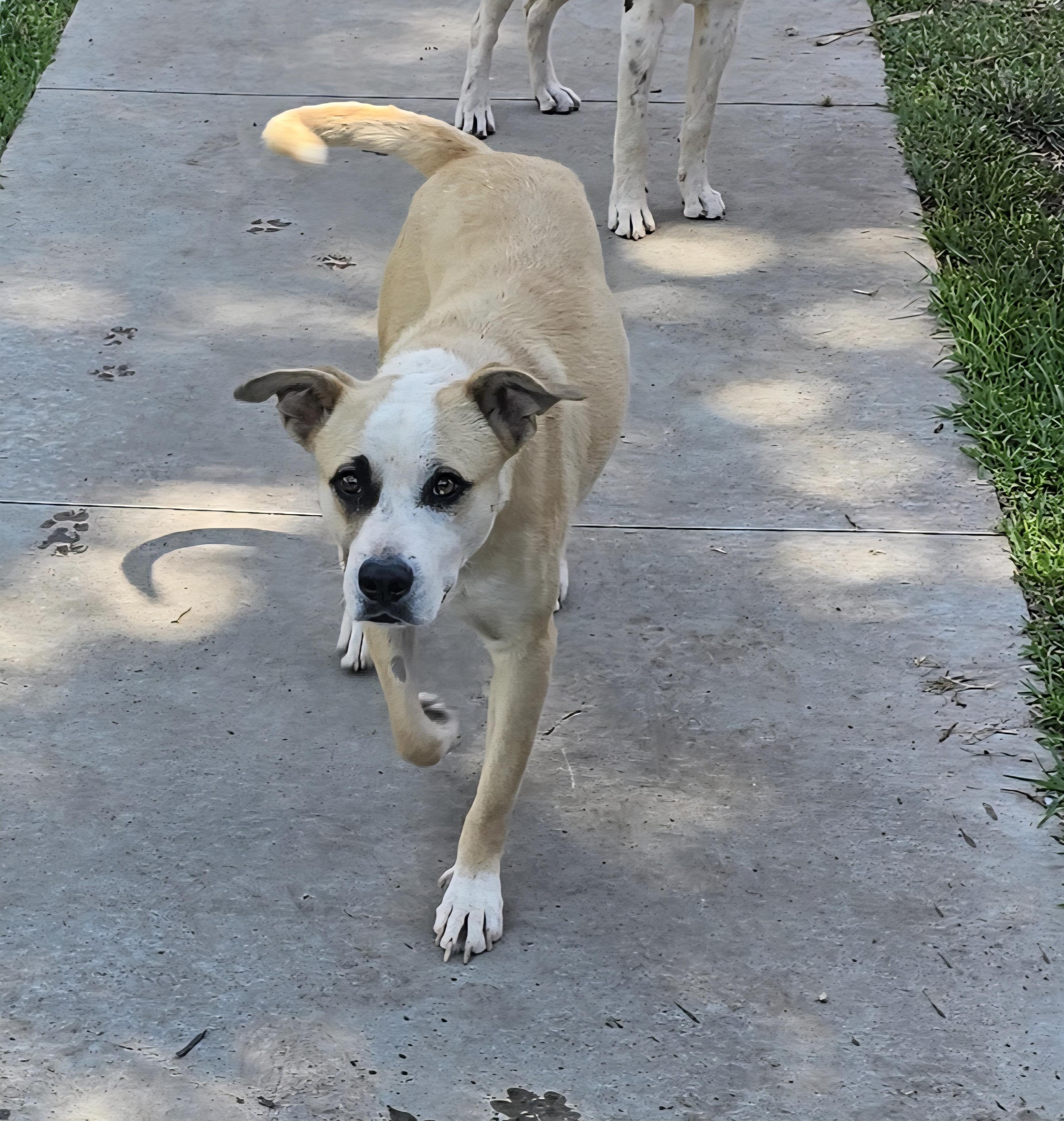 Enlarge Cassie, a Adoptable mixed breed in Newport Beach, CA image 5/6
