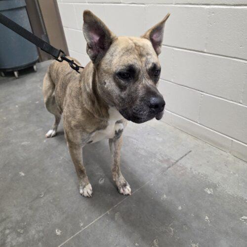 Titus, Adoptable, Young Male Shepherd & Pit Bull Terrier.